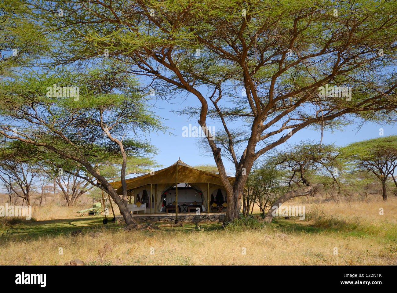 Tente de luxe dans la région de Joy's Camp entouré par de grandes tendance acacias, Réserve de Shaba, Samburu National Park, Kenya, Africa Banque D'Images