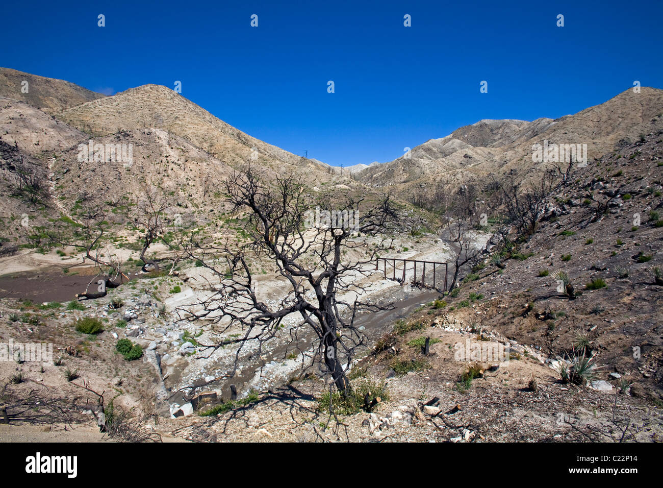 En avril 2010, environ six mois après l'incendie de la Station, re-croissance commence à apparaître dans certains des domaines de la brûler à Ang Banque D'Images