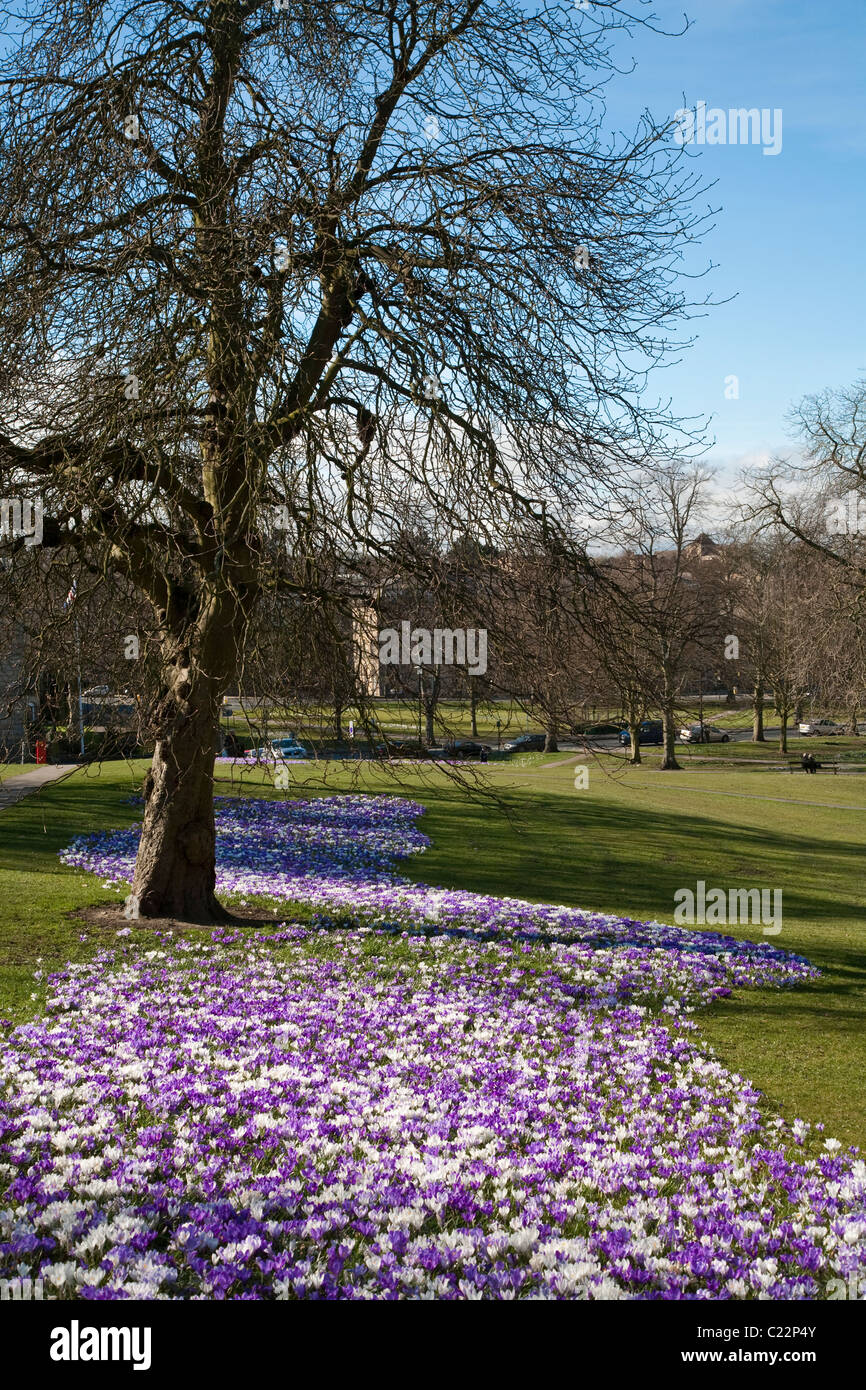 Crocus en parc à Harrogate Banque D'Images