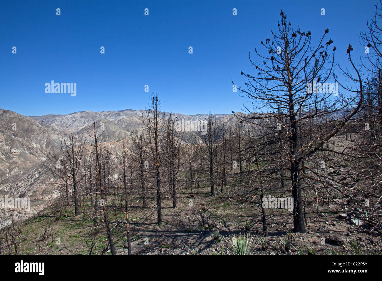 En avril 2010, environ six mois après l'incendie de la Station, re-croissance commence à apparaître dans certains des domaines de la brûler à Ang Banque D'Images