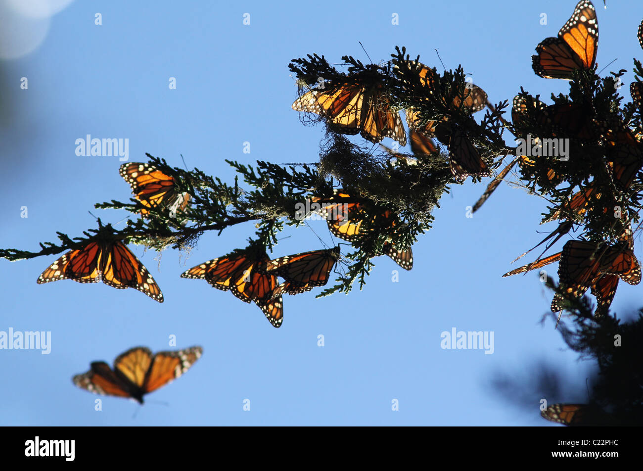 Monarch Butterfly Grove Californie Pacifique site Hiver Banque D'Images