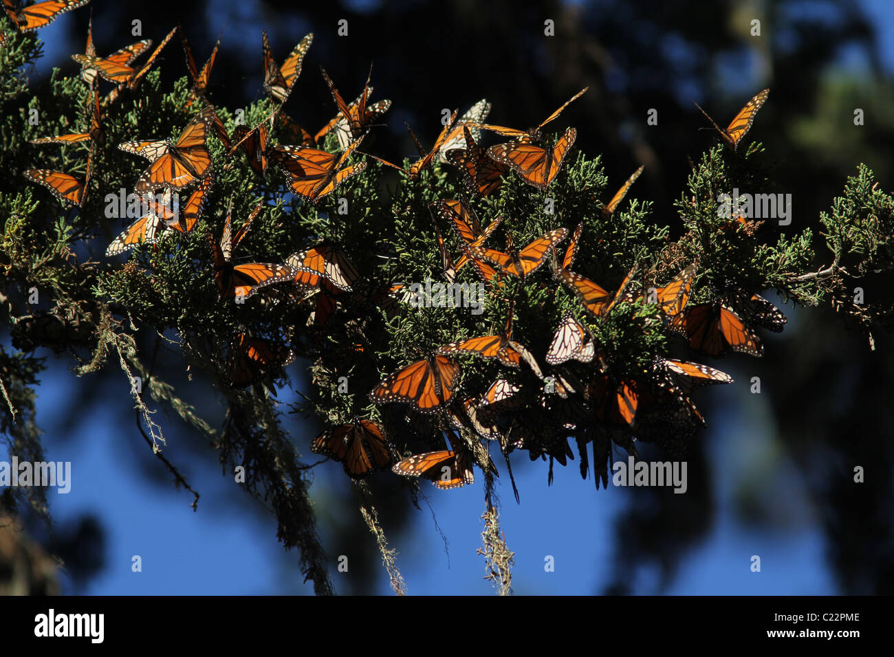 Monarch Butterfly Grove Californie Pacifique site Hiver Banque D'Images