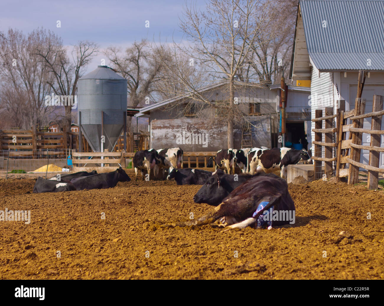 Une vache est passé en travail, et commence à donner naissance à la progéniture. Banque D'Images