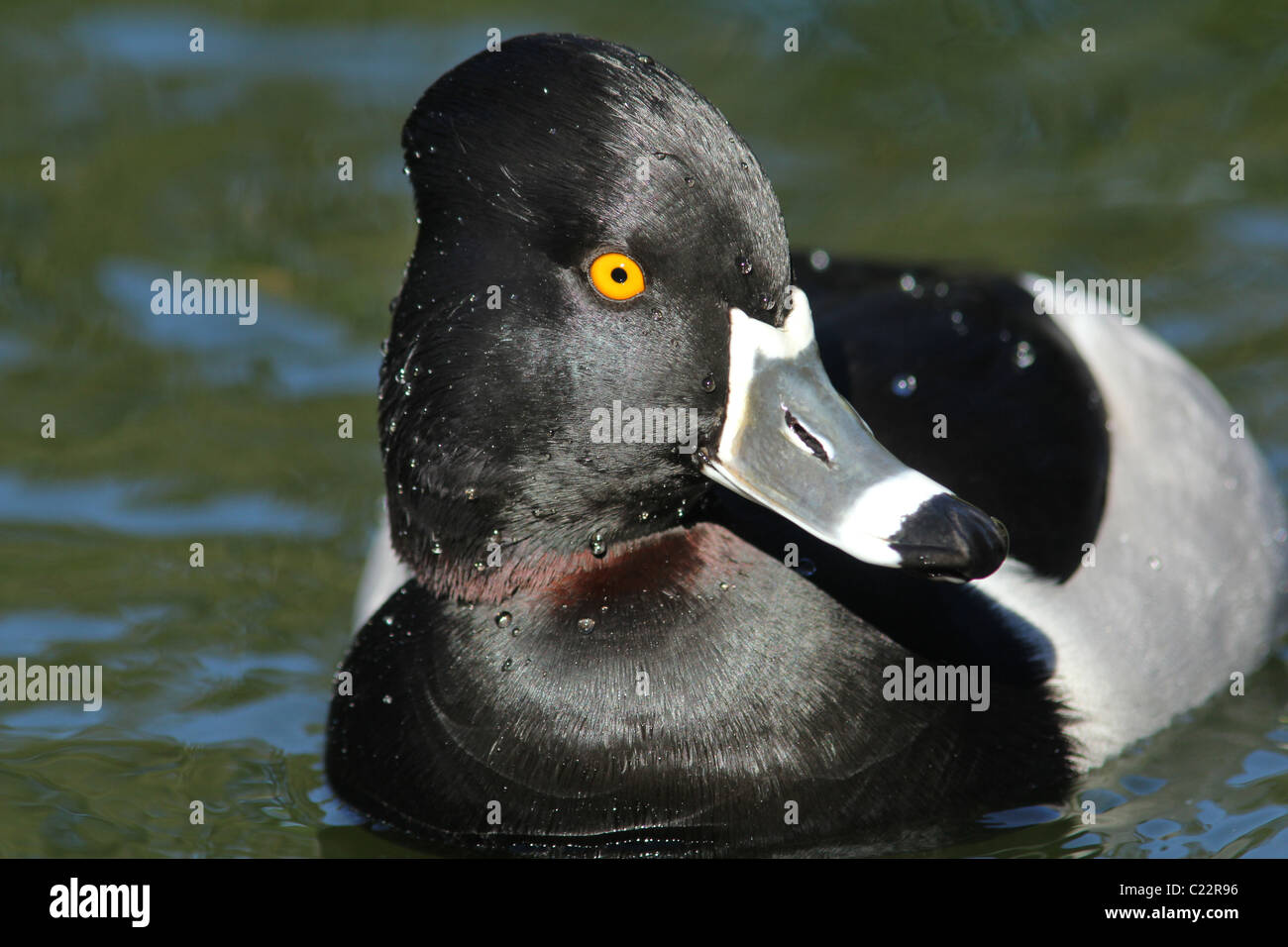 Fuligule anneau de Palo Alto en Californie Parc Baylands Banque D'Images