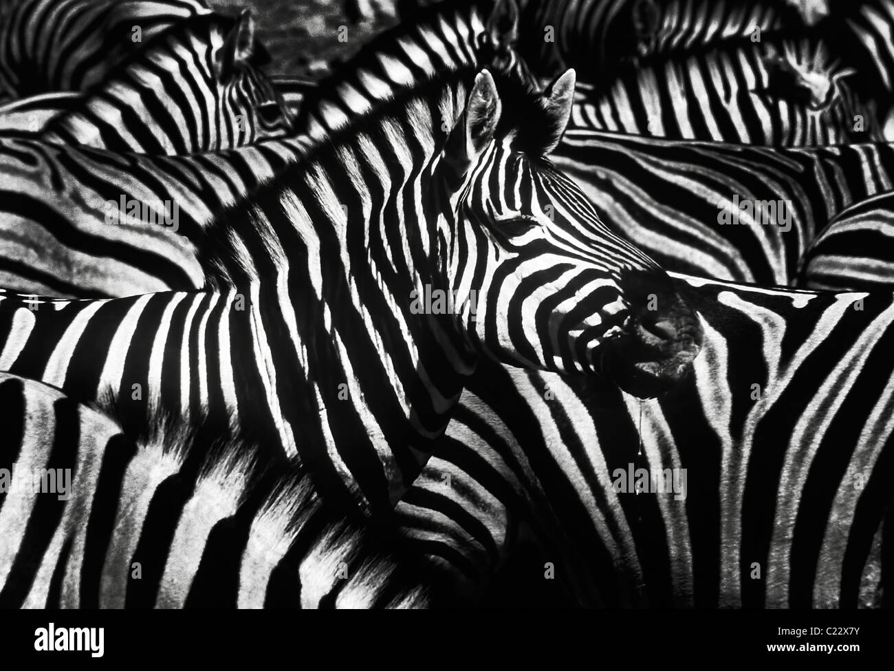 Zèbre (Equus burchelli) dans le parc national d'Etosha, Namibie, Afrique Banque D'Images