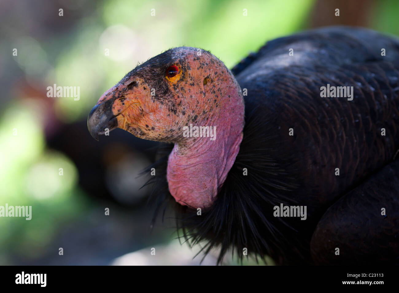 La Californie en voie de disparition se condense.Seulement environ 200 condors sont laissés dans la nature.Celui-ci a été repéré près de Big sur, comté de Monterey, Californie, États-Unis. Banque D'Images