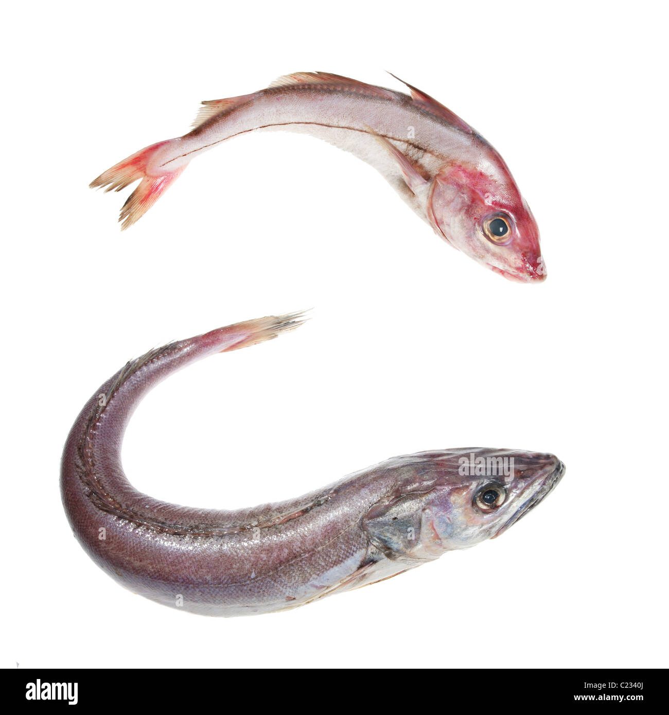 Et de l'Aiglefin Merlu entier poisson isolated on white Banque D'Images