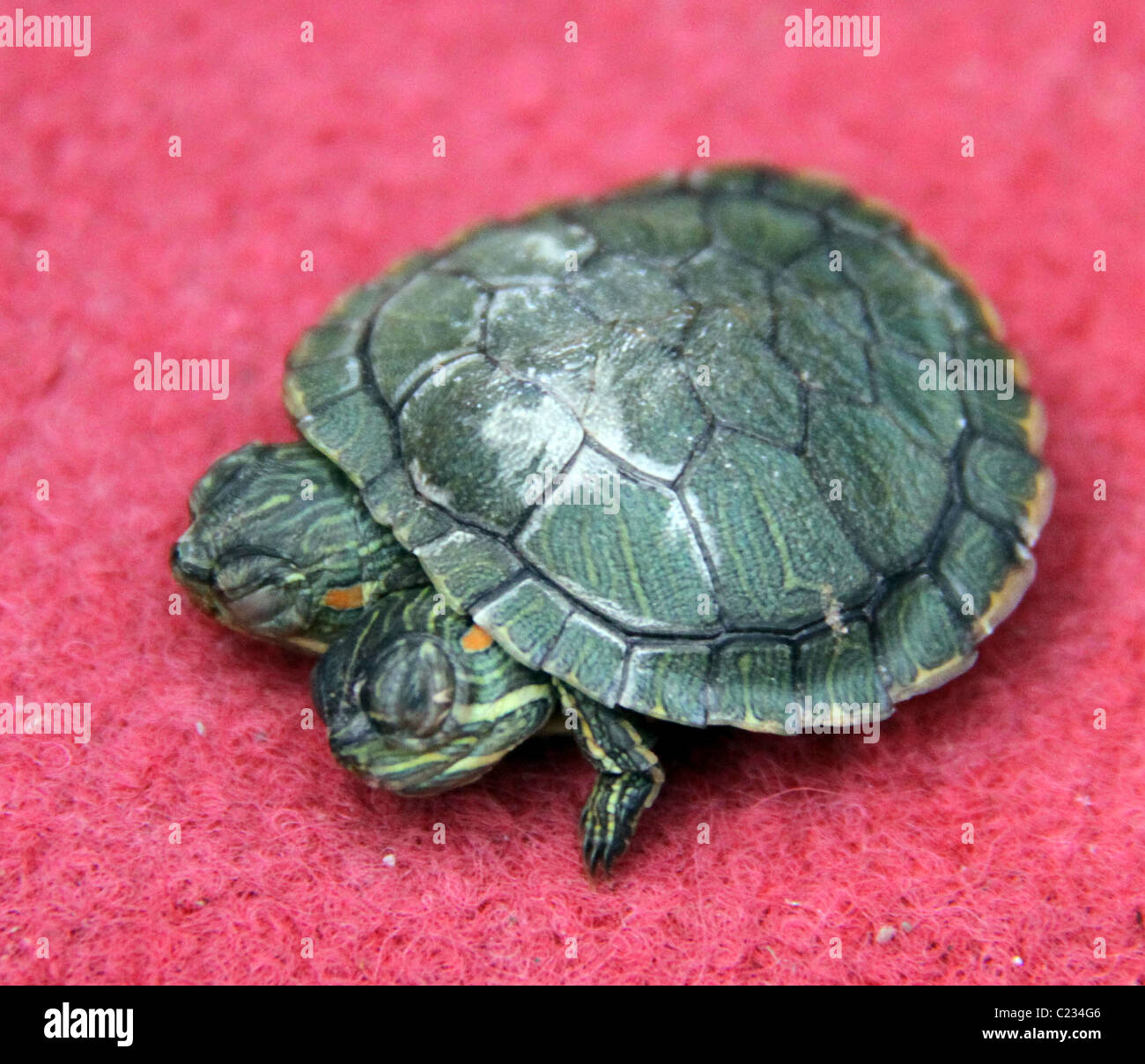 C'est folie de tortues ! Cette petite tortue est un vrai eye-catcher - il a deux têtes. L'étrange reptile est né à Wenling, Banque D'Images