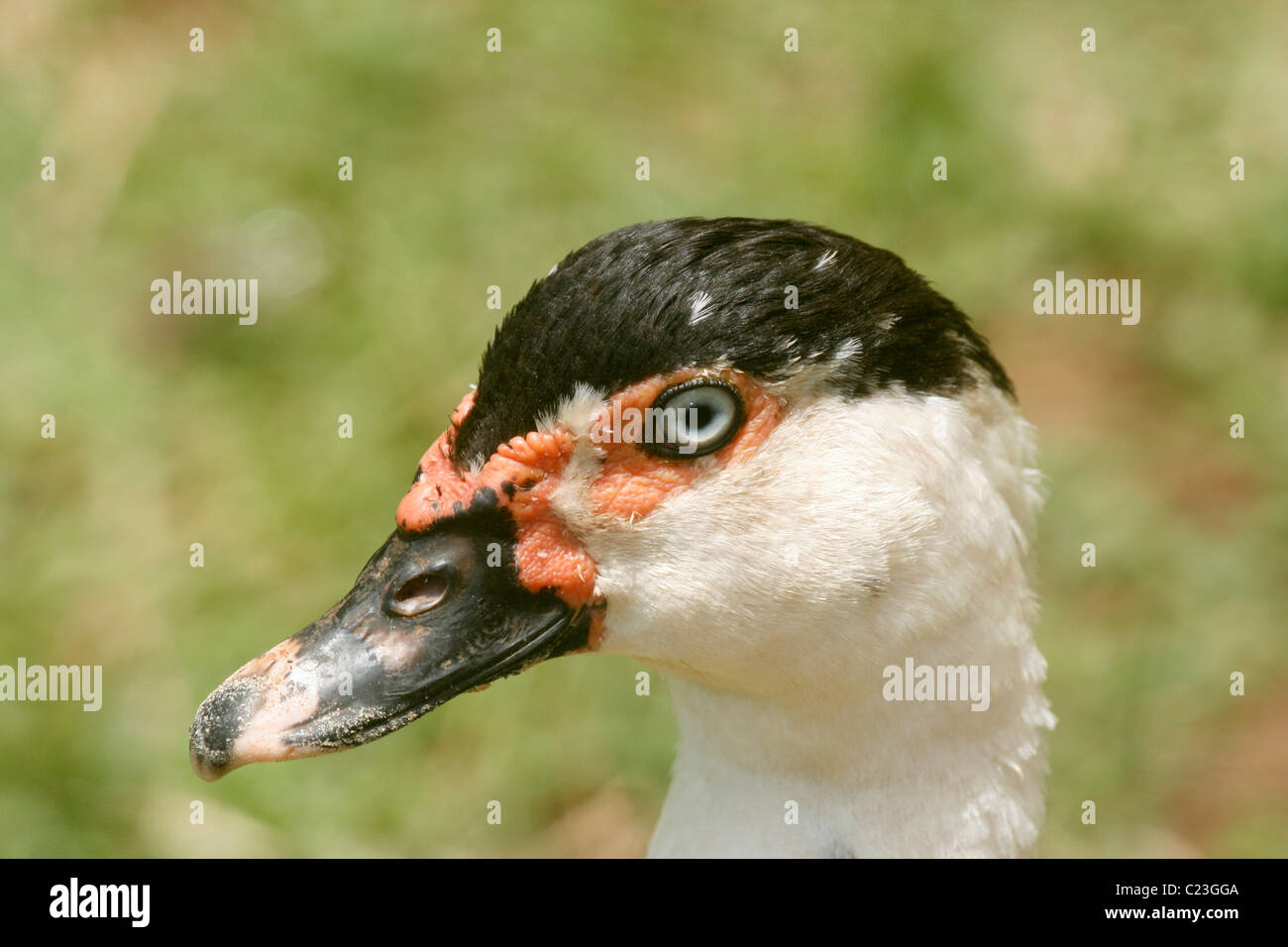 La tête d'un canard de Barbarie (Cairina moschata) montrant les caroncules Banque D'Images