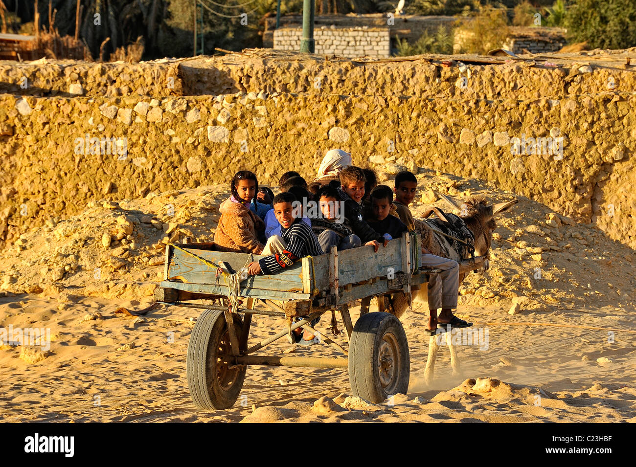 Les enfants égyptiens assis dans un panier en tirant un âne sur une route poussiéreuse de la ville de Siwa, désert de l'ouest, l'Egypte Banque D'Images