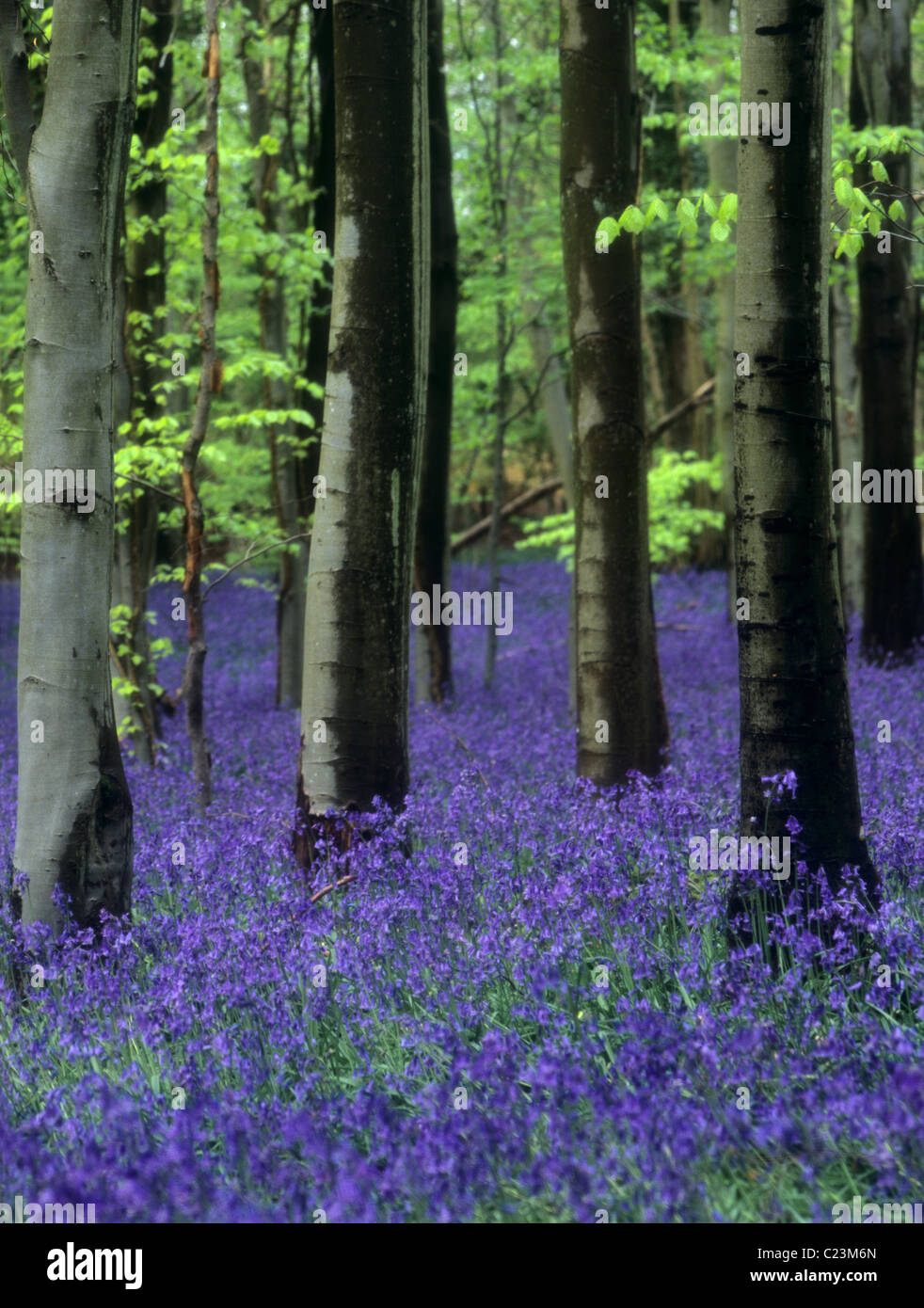 Jacinthes sauvages dans un bois de hêtre (Hyacinthoides non-scripta) & (Fagus sylvatica) après la pluie au printemps. West Stoke, Chichester, West Sussex, England, UK Banque D'Images