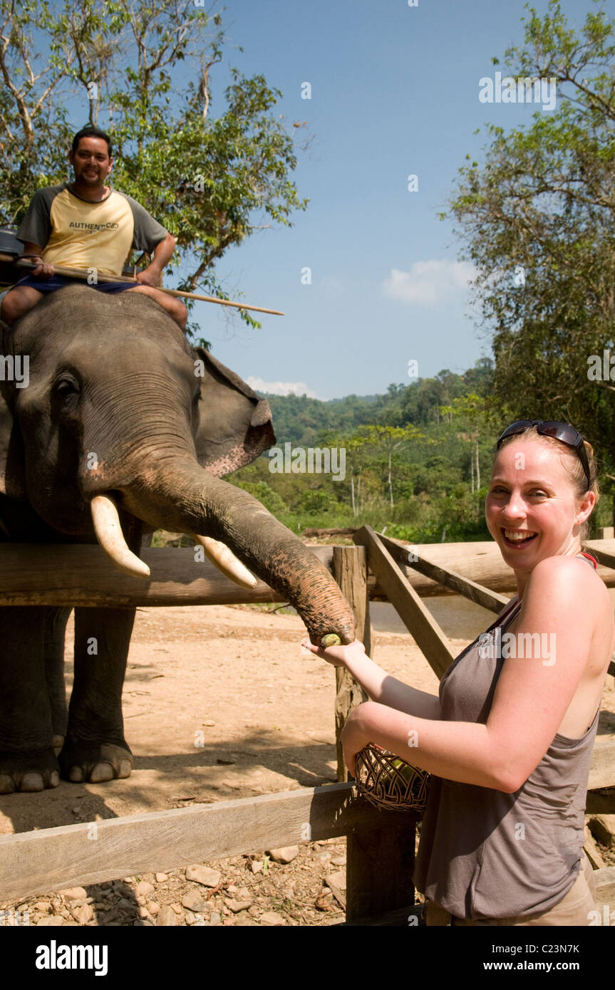 L'alimentation d'un touristiques l'éléphant, le parc national de Khao Sok, Thaïlande du sud Banque D'Images