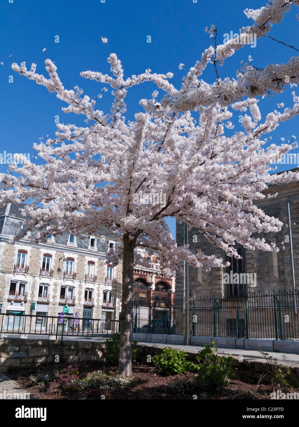 La floraison des cerisiers en fleur blanche au printemps Banque D'Images
