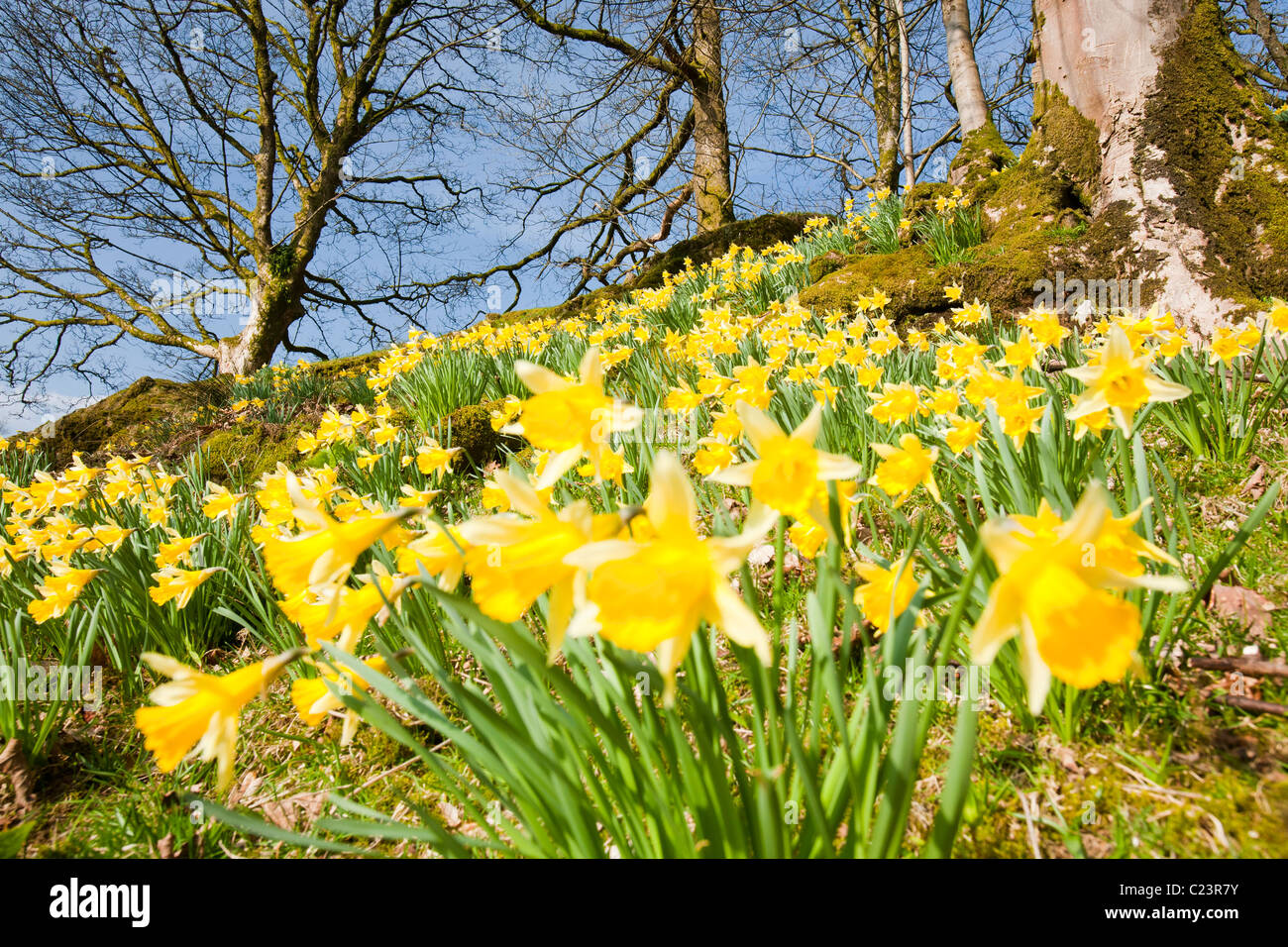 La jonquille sauvage (Narcissus pseudonarcissus) pousse à proximité de Loughrigg Ambleside, Tarn, Lake District, UK. Banque D'Images