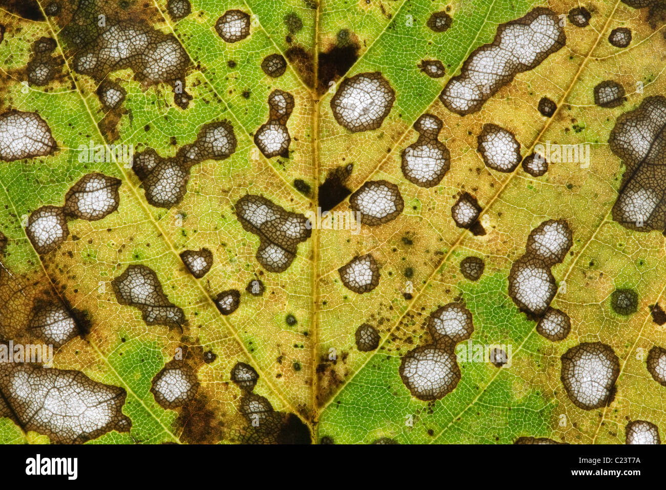 Close up de la décomposition des feuilles de sycomore (acer pseudoplatanus), Angleterre Banque D'Images