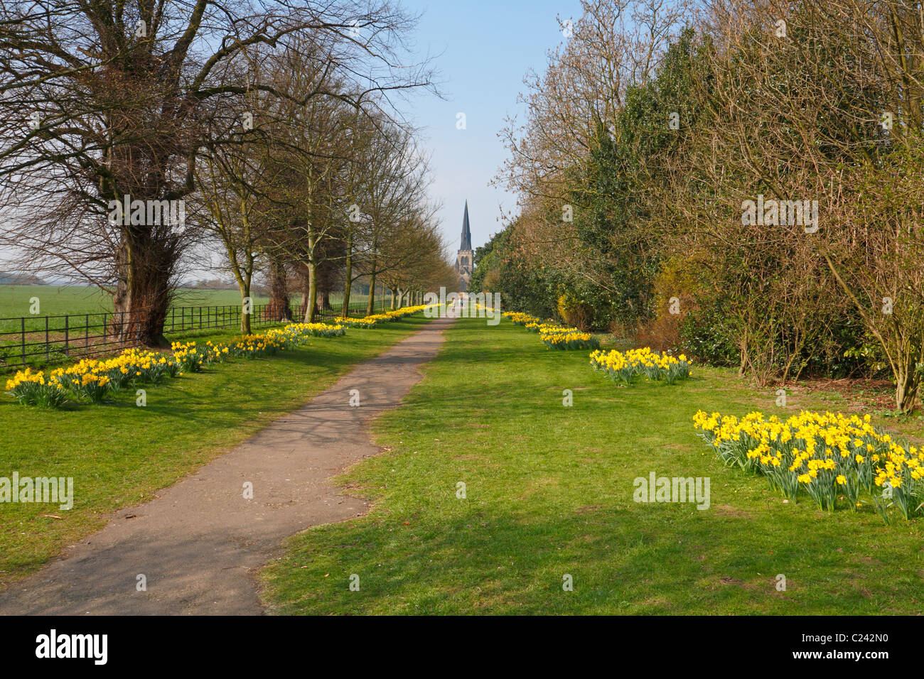 Le narcisse bordée TPT Wentworth Rotherham South Yorkshire England UK Banque D'Images