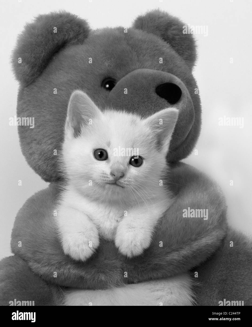 Chaton blanc dans les bras de l'ours en peluche B&W Banque D'Images