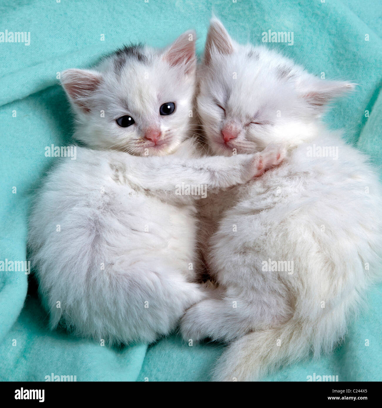CUTE chatons blancs dormir ensemble Banque D'Images