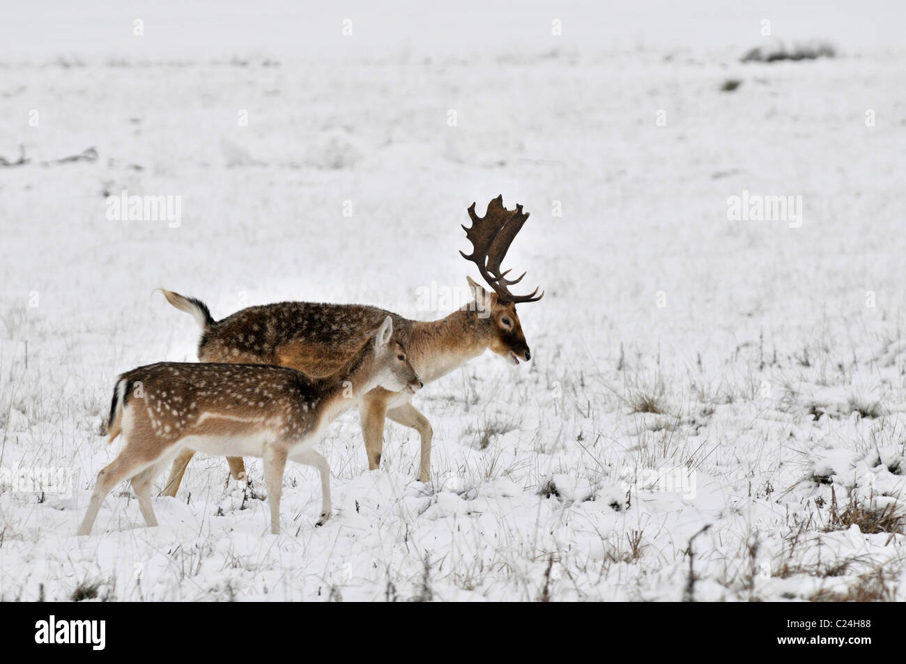 Le daim : Dama dama. En hiver la neige. Richmond Park, Surrey, Angleterre. Buck et Doe Banque D'Images