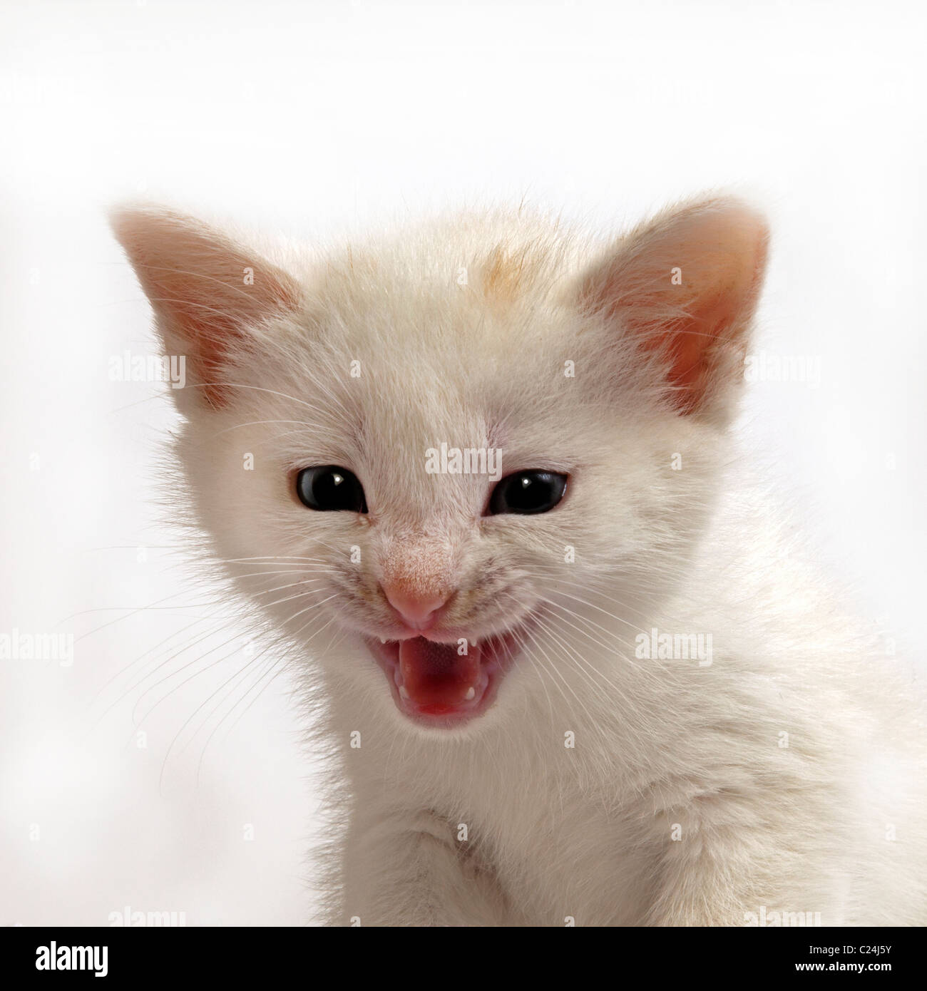 Pleurer chaton blanc Banque D'Images