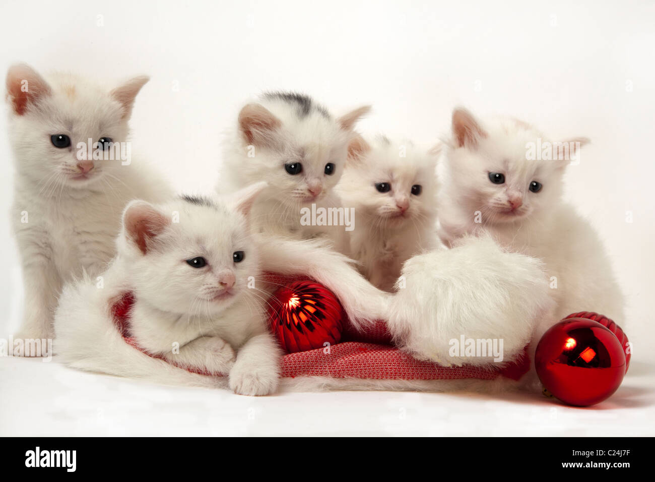 Les chatons de noël et santa hat Banque D'Images