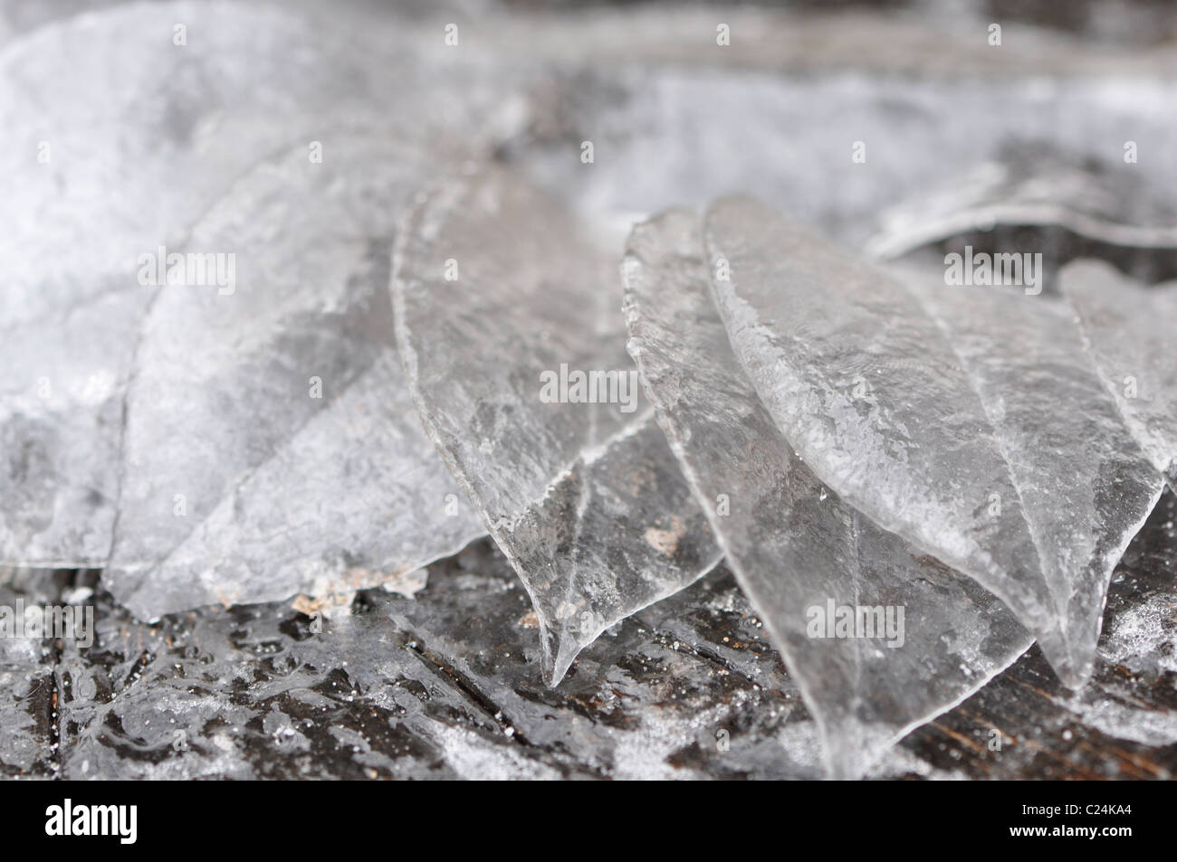 Libre d'un groupe de feuilles de glace Banque D'Images