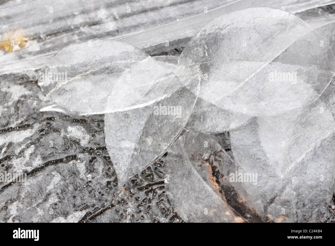 Un groupe de feuilles de glace en hiver Banque D'Images