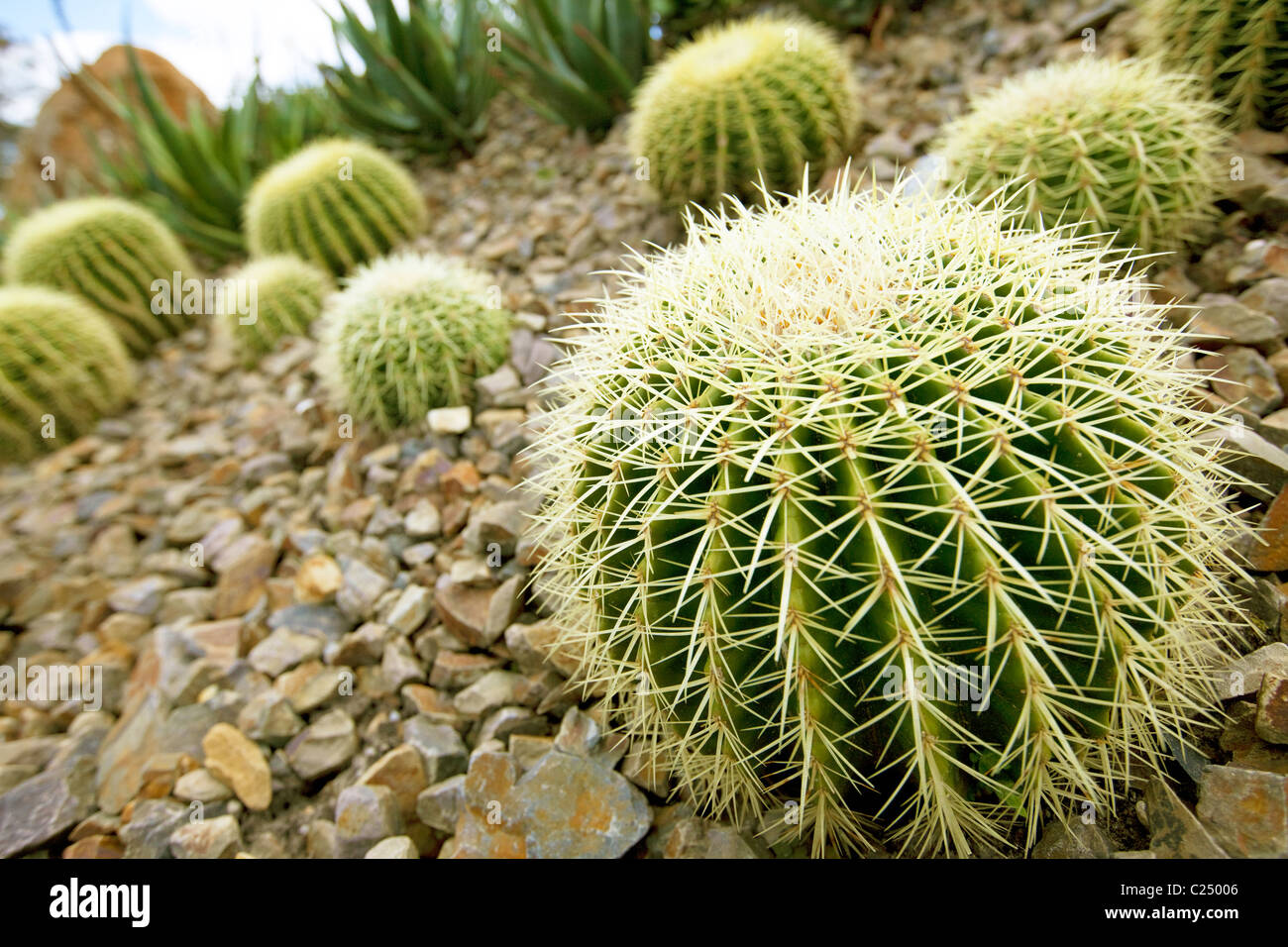 Cactus mexicain ballon d or Banque D'Images