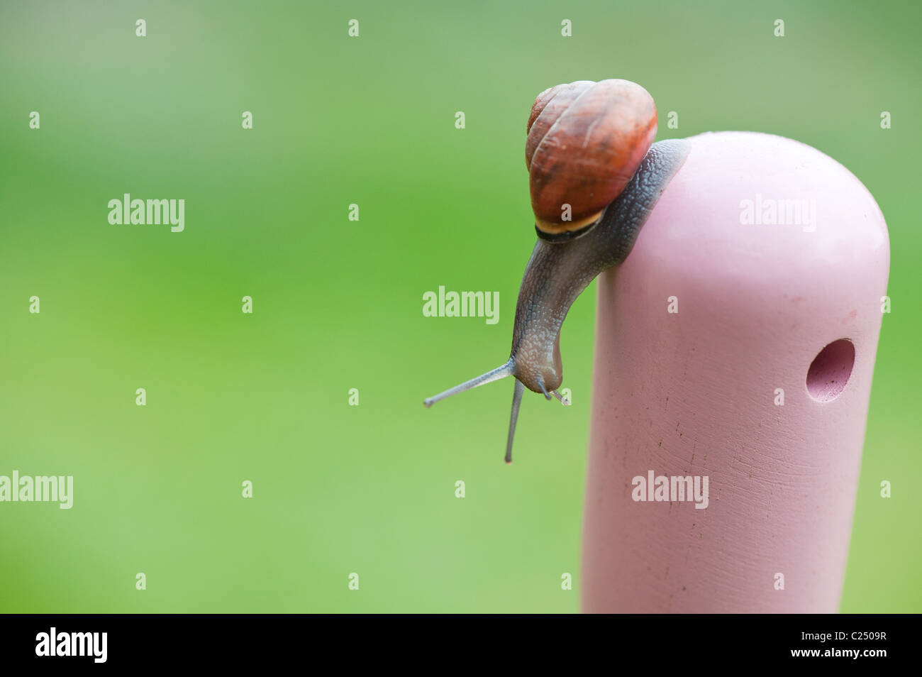 Petit escargot sur un jardin rose poignée de fourche. UK Banque D'Images