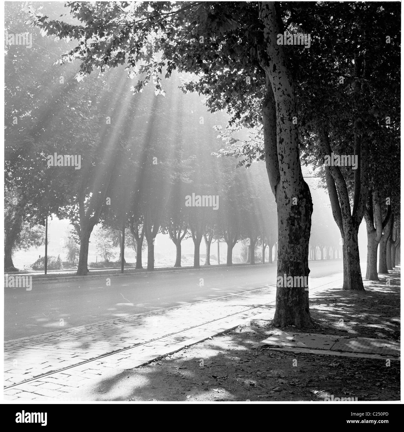 1950s, historique, les arbres filtrent la lumière du soleil sur un boulevard de Marseille, France. Banque D'Images