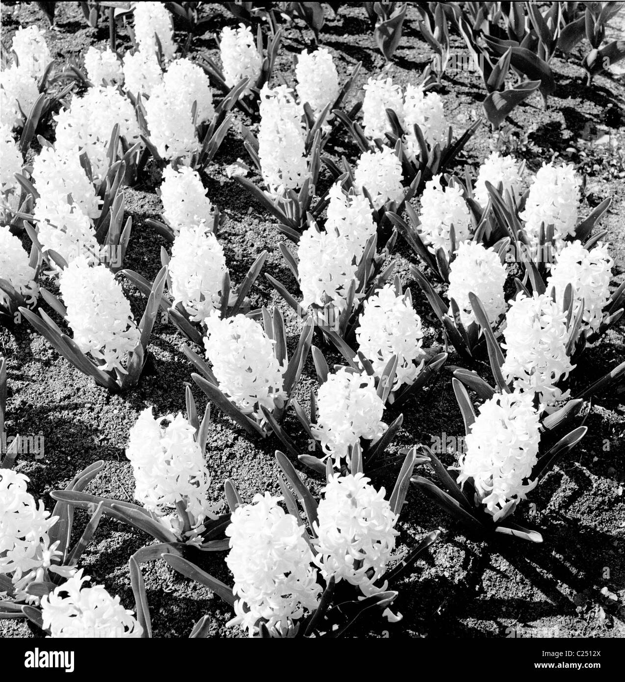 Années 1950, historique, un groupe de jacinthes poussant dans le parc de Keukenhof, aux pays-Bas. Banque D'Images