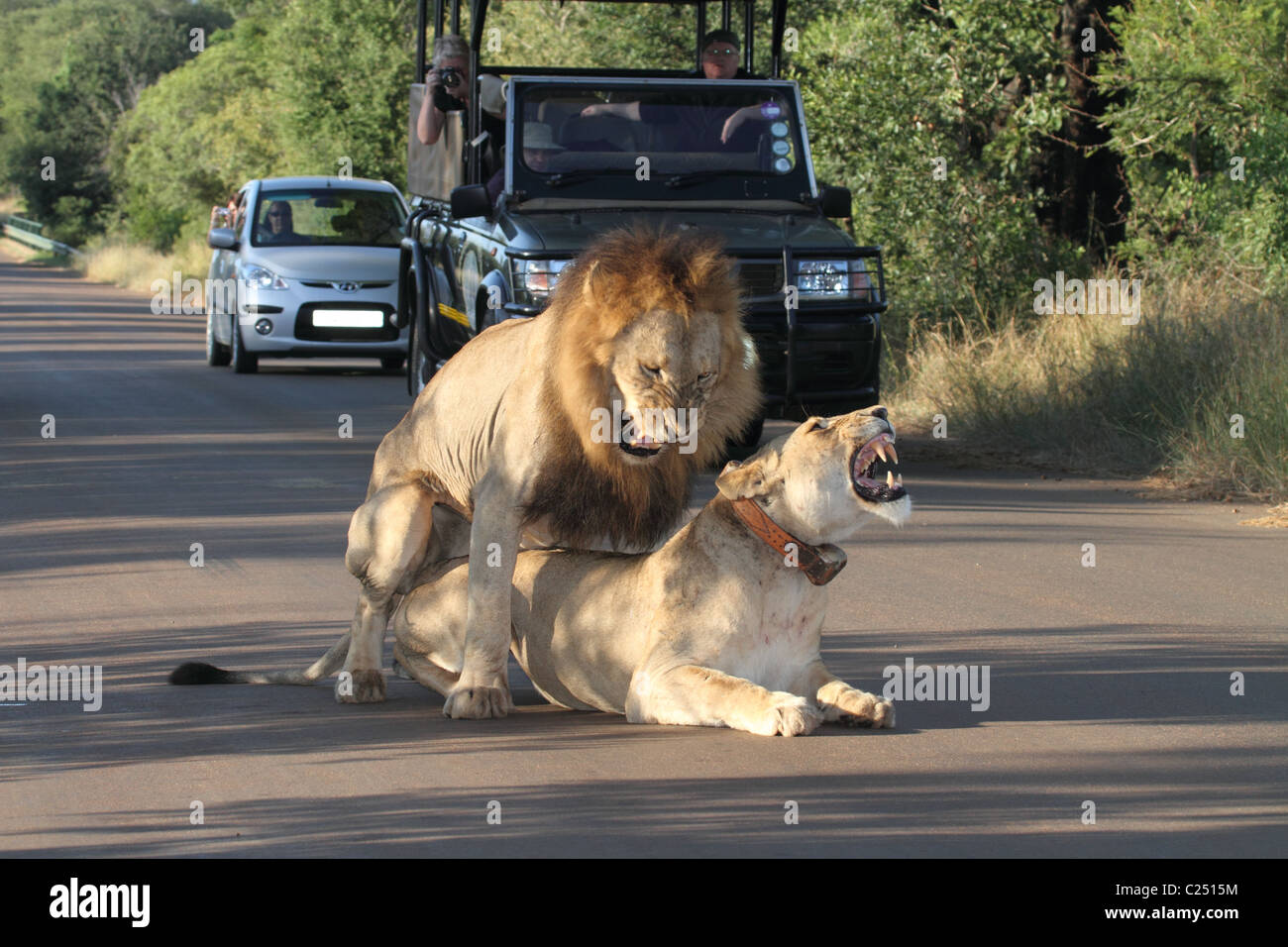 Lion, femme head shot accouplement mâle et femelle à l'avant du véhicule safari roaring Banque D'Images