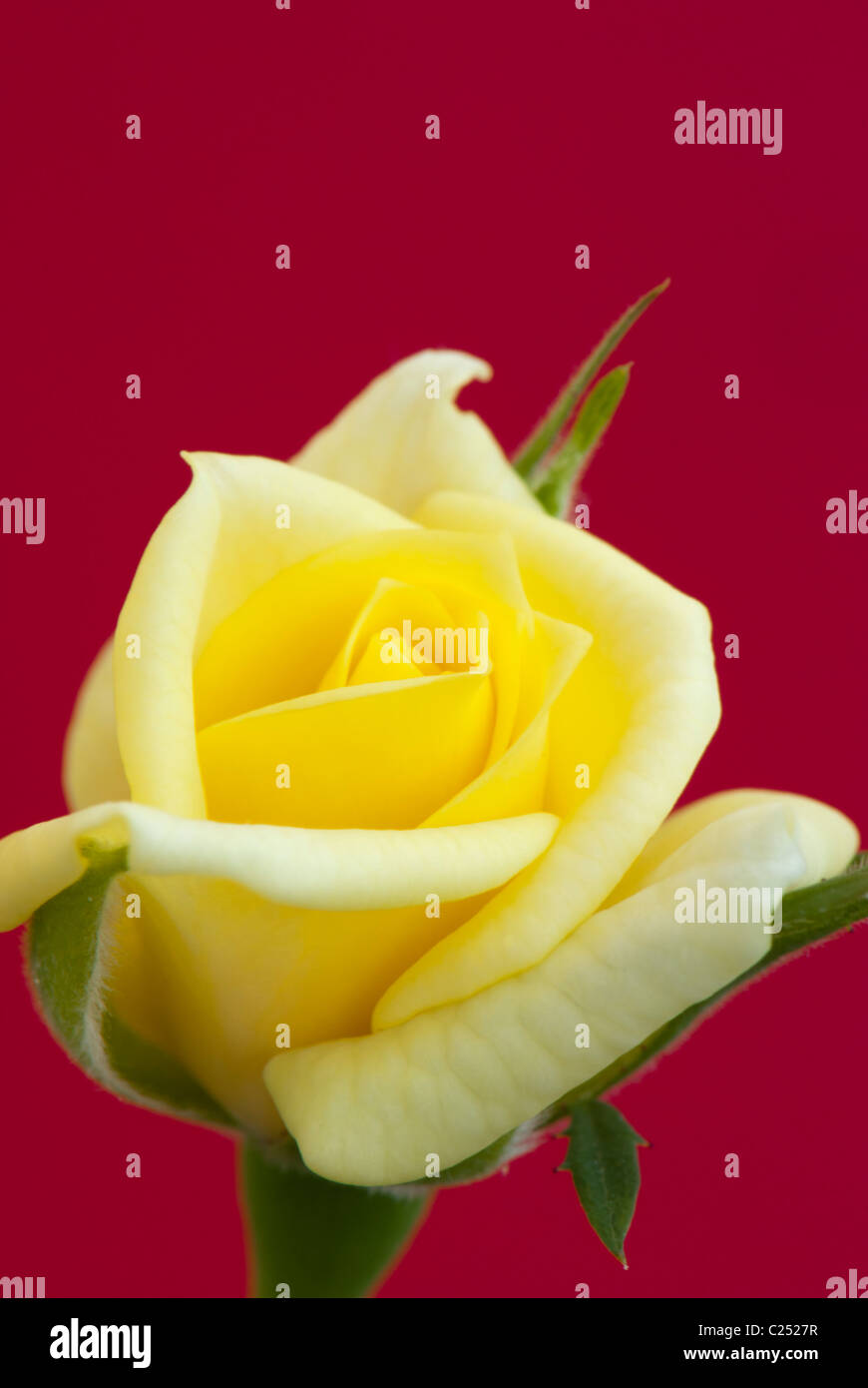 Rose jaune sur fond rouge Banque D'Images