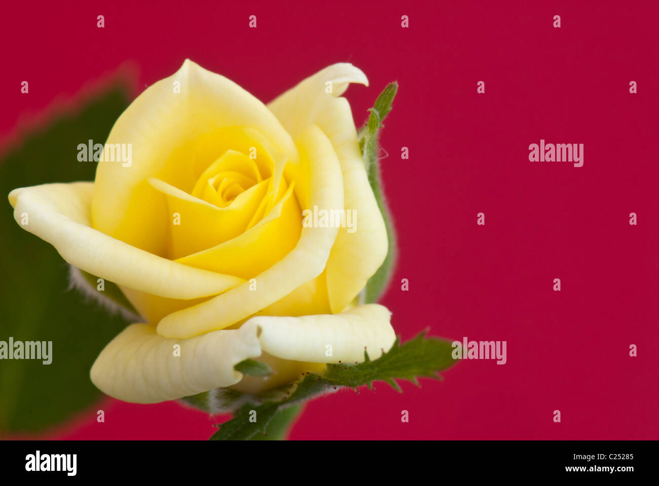 Rose jaune sur fond rouge Banque D'Images
