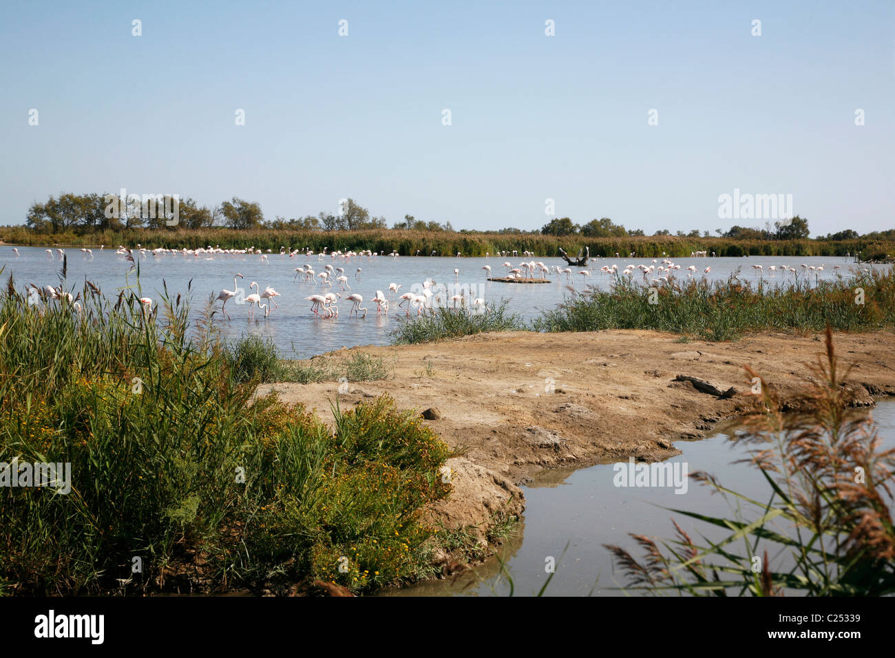 Flamants Roses dans les lacs peu profonds, Camargue, Provence, France. Banque D'Images