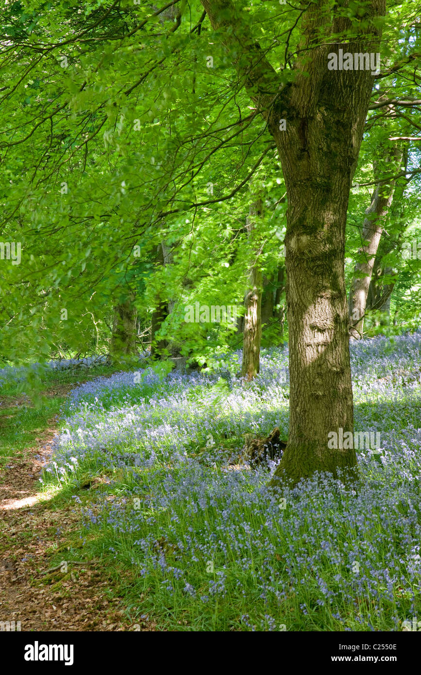 Bluebell forêt dans la forêt de Bowland, Lancashire, England, UK Banque D'Images