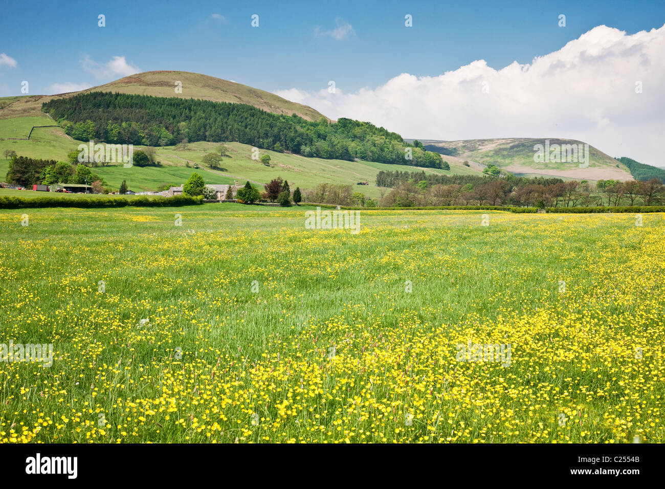 Vue vers Totridge dans la forêt de Bowland, Lancashire, England, UK Banque D'Images