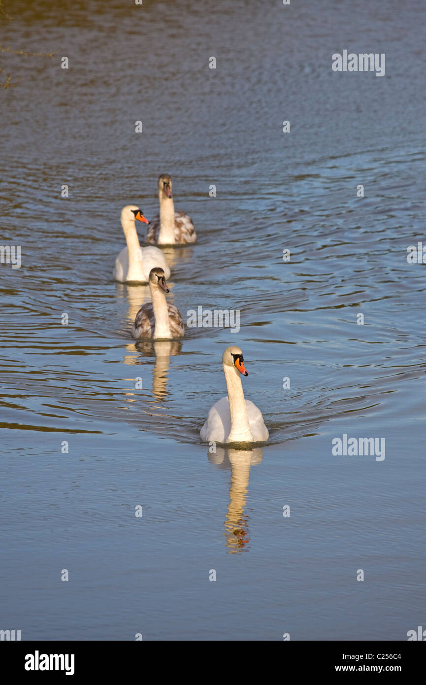 Les cygnes sur le Grand Union Canal à Foxton Locks Banque D'Images