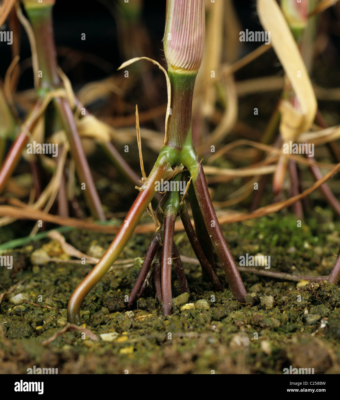 Itchgrass (Rottboellia cochinchinensis) anthracite tendus au-dessus du niveau du sol Banque D'Images