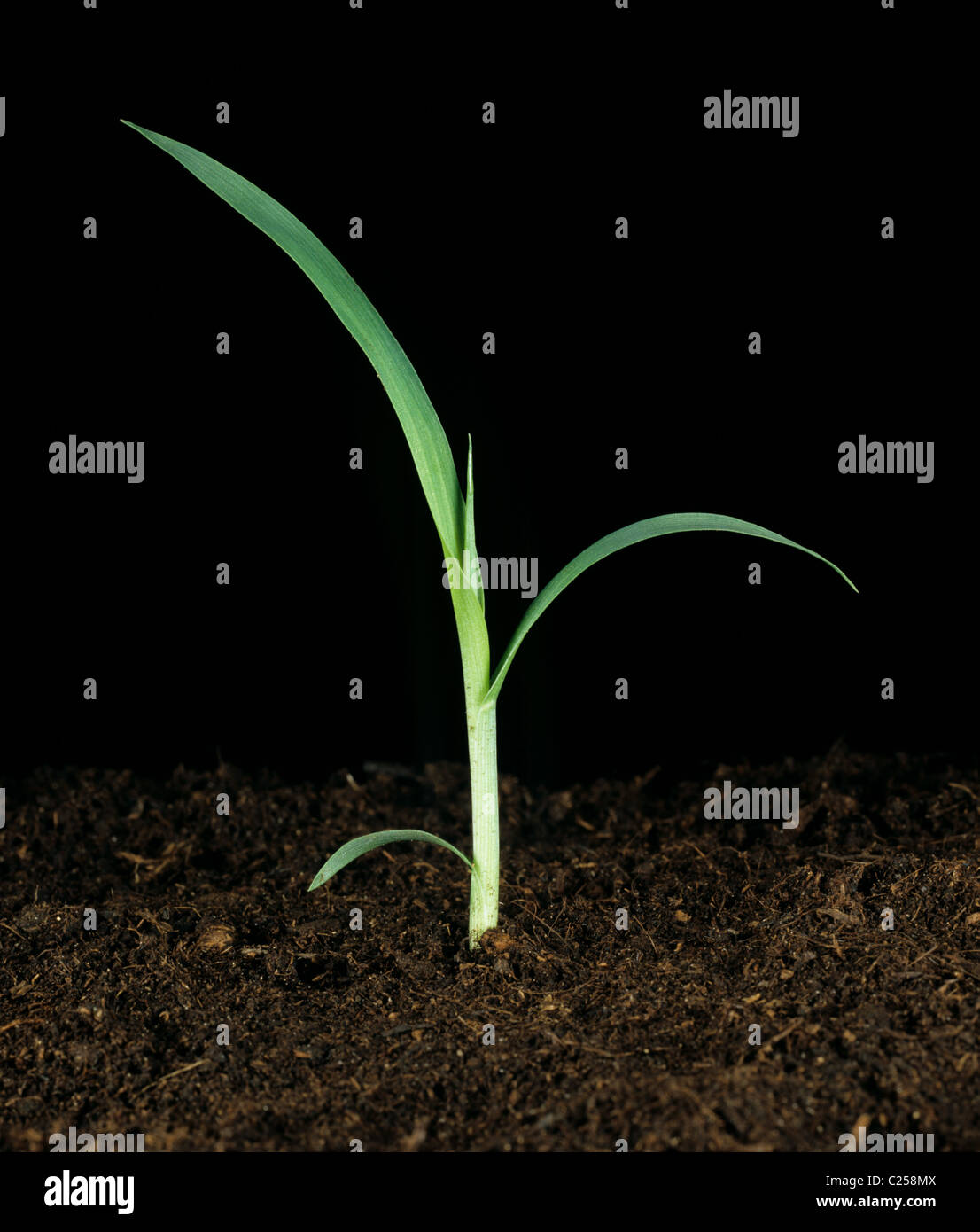 La sétaire glauque (Setaria glauca) mauvaises herbes graminées semis Banque D'Images