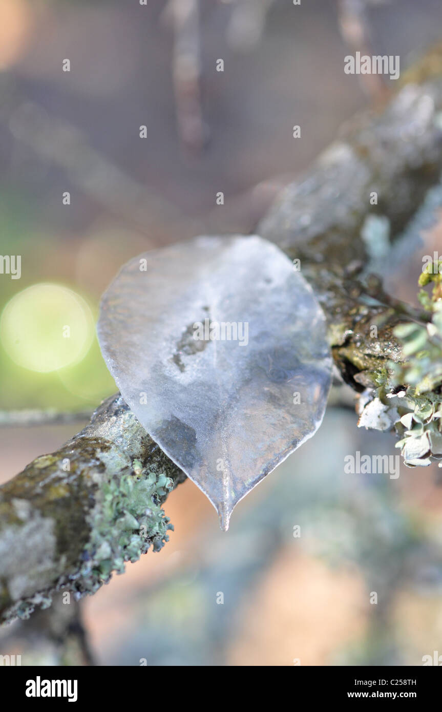 Libre d'une seule feuille de glace assis sur une branche d'arbre Banque D'Images