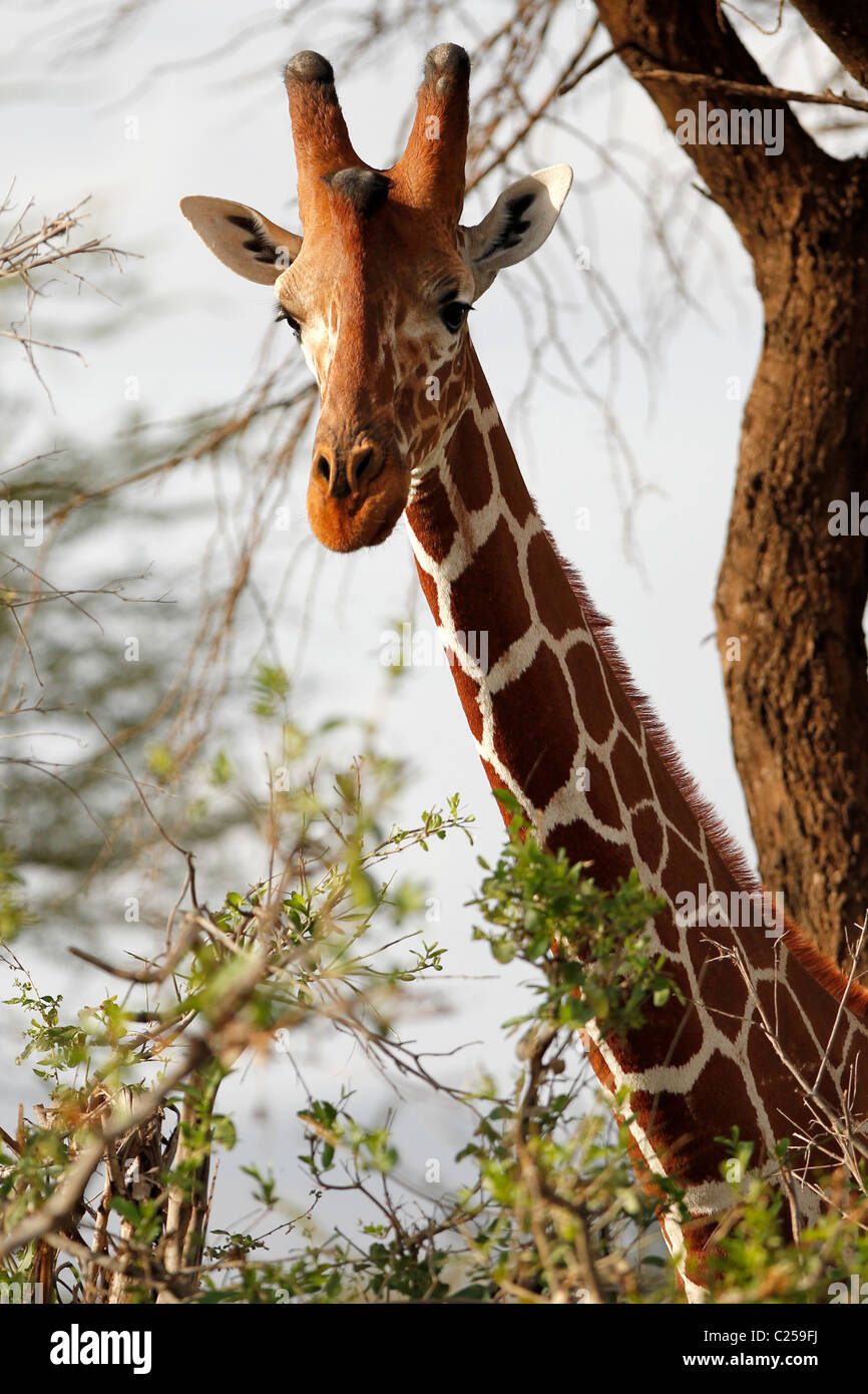 Une giraffe réticulée dans la réserve nationale de Samburu, Kenya Banque D'Images