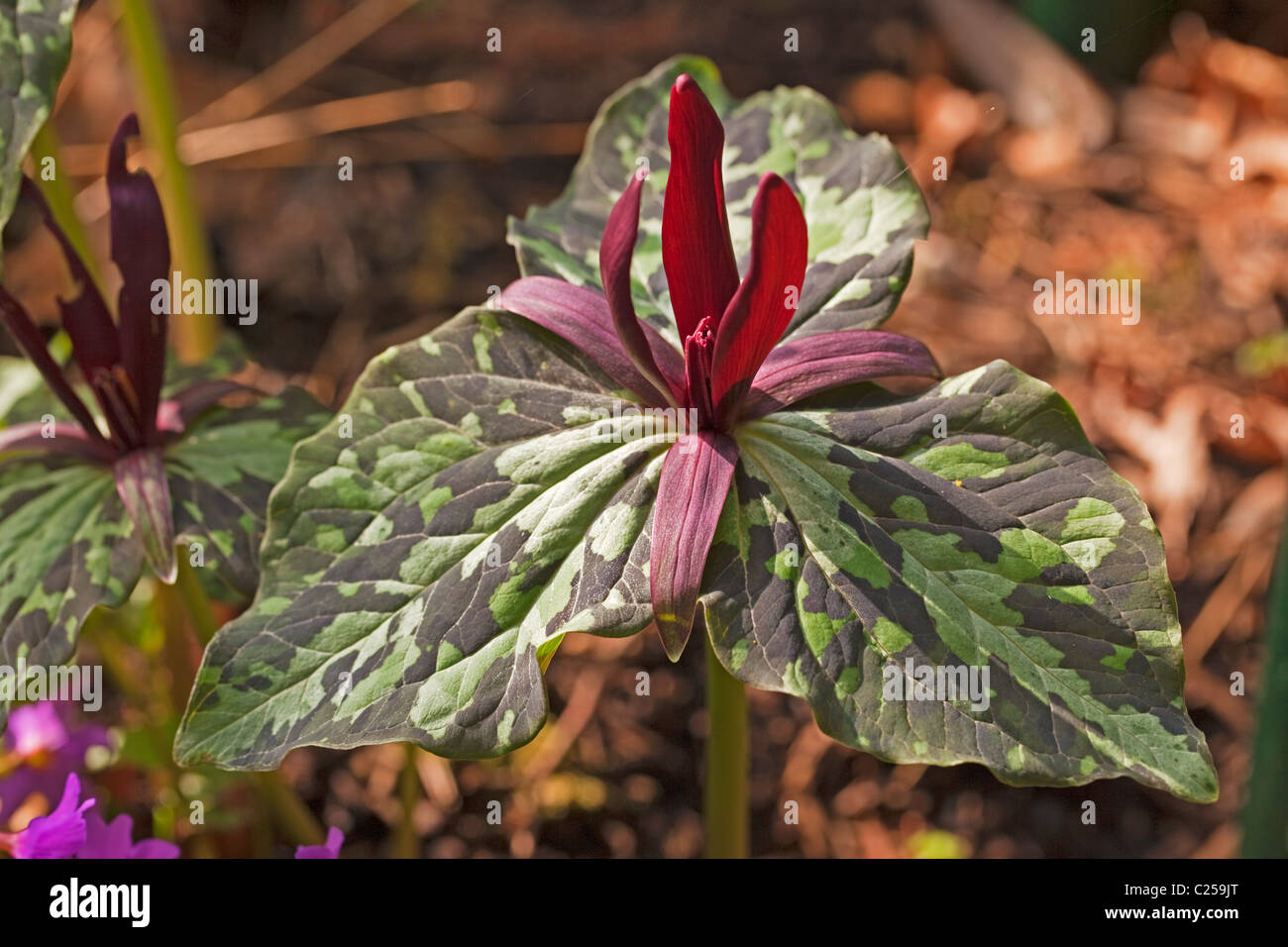 Dans Trillium kurabayashii propre jardin. Banque D'Images