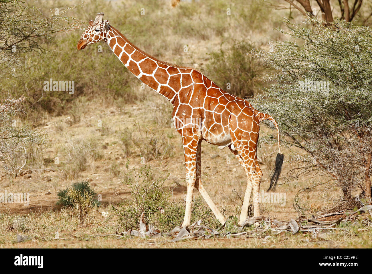 Une giraffe réticulée de manger certains de la végétation dans la réserve nationale de Samburu, Kenya Banque D'Images
