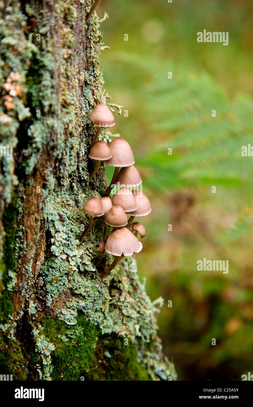 De plus en plus de champignons sur souche d'arbre en bois Stock Goit Banque D'Images