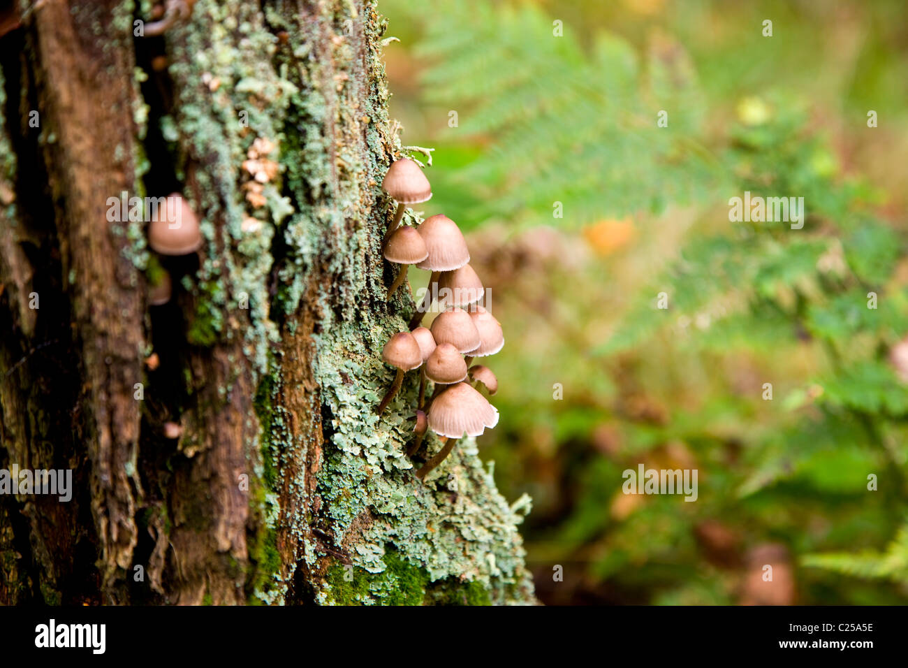 De plus en plus de champignons sur souche d'arbre en bois Stock Goit Banque D'Images