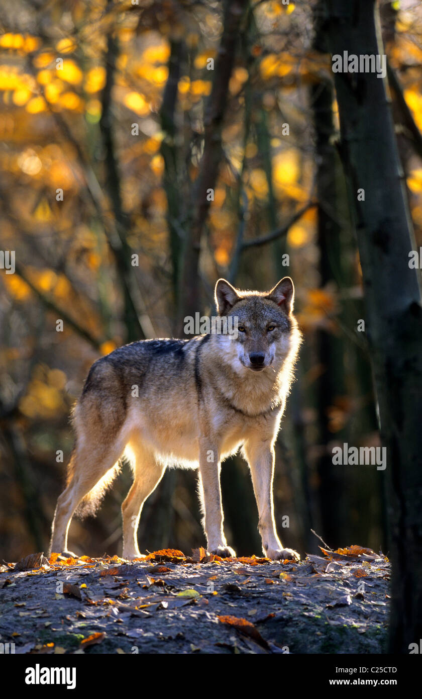 Loup européen (Canis lupus), captif à Wildwood Trust, Kent, Royaume-Uni Banque D'Images