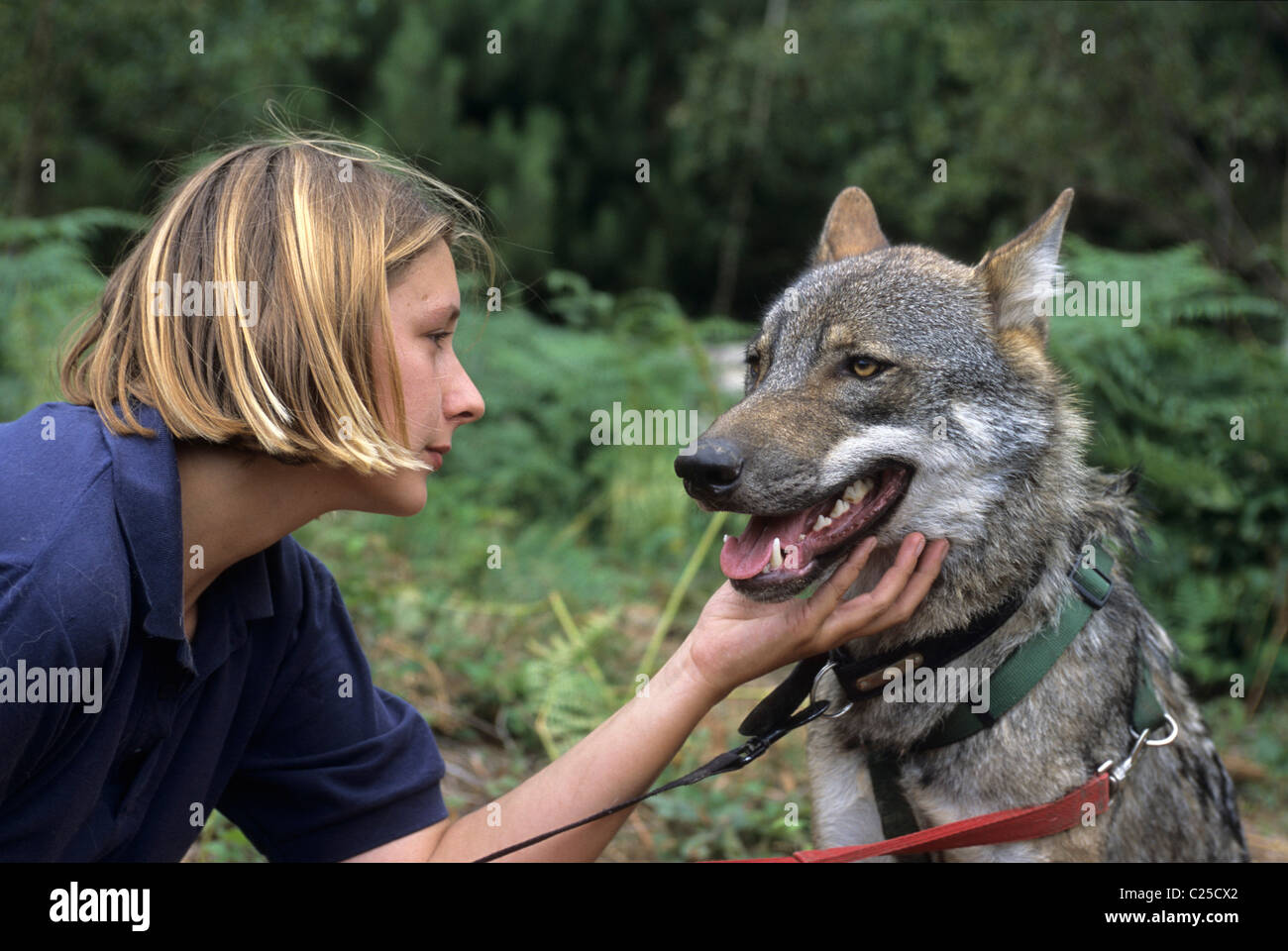 Loup européen levé à la main (Canis lupus) avec gardien, Wildwood Trust, Kent, Royaume-Uni Banque D'Images