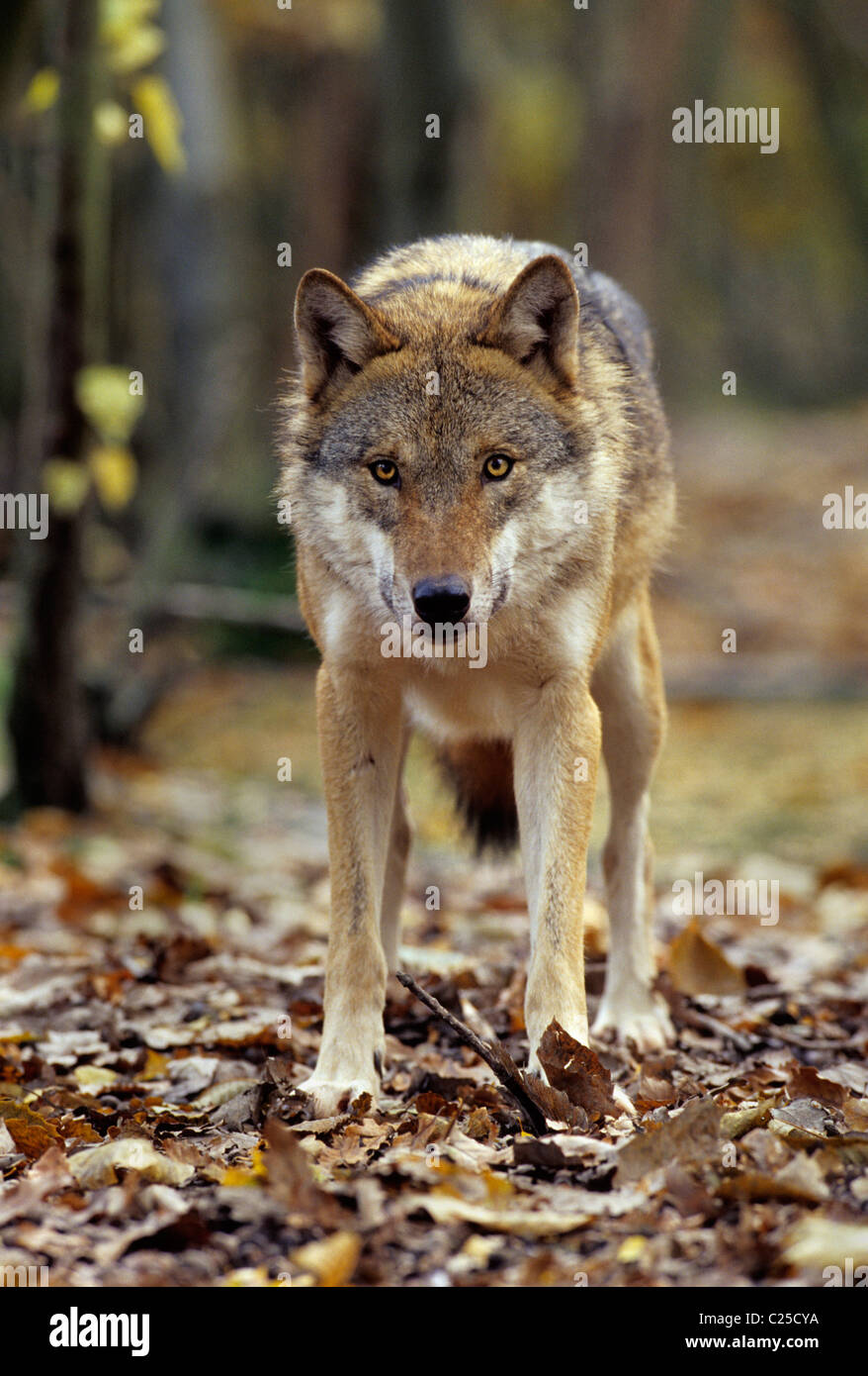 Loup européen (Canis lupus), captif à Wildwood Trust, Kent, Royaume-Uni Banque D'Images