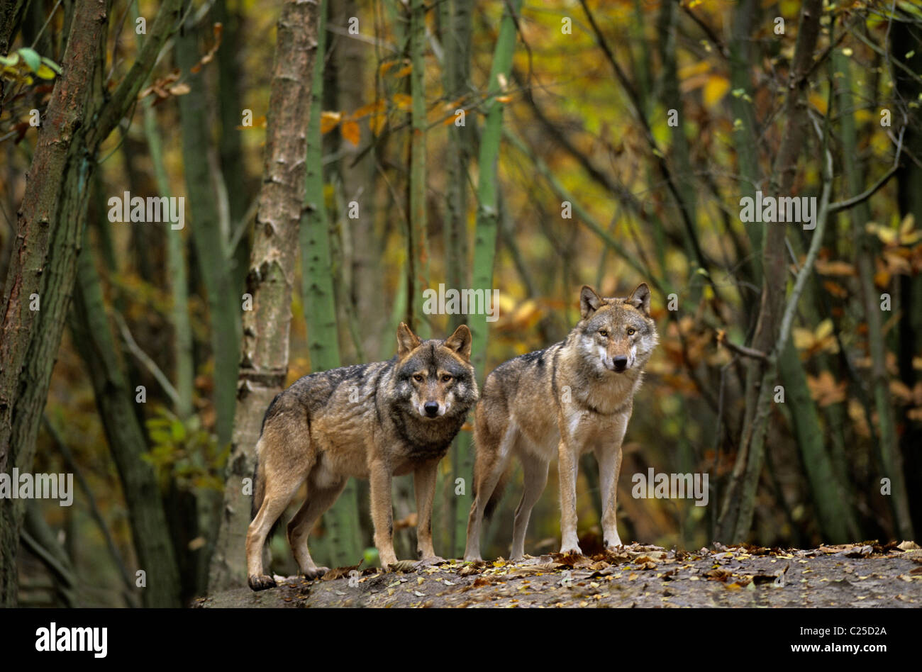 Loup européen (Canis lupus), captif à Wildwood Trust, Kent, Royaume-Uni Banque D'Images